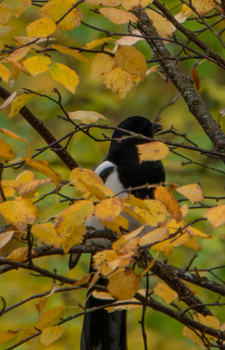 Eurasian Magpie