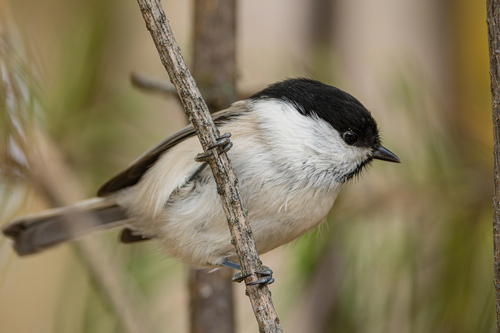 Willow Tit