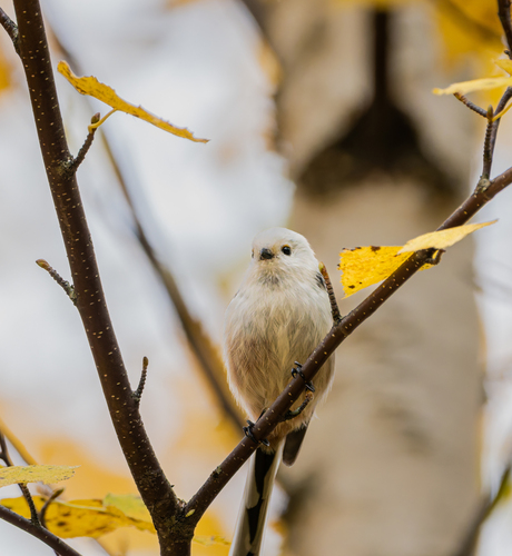 Long-tailed Tit