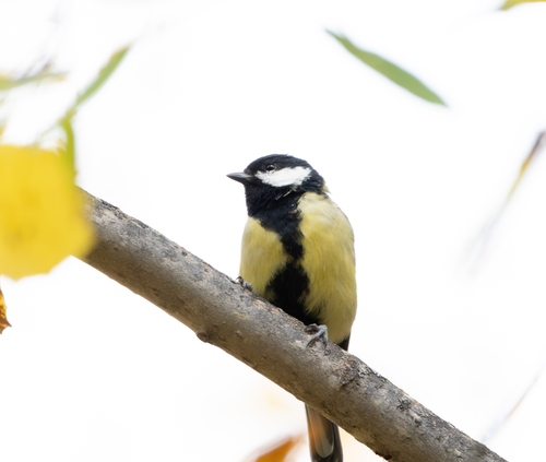 Great Tit