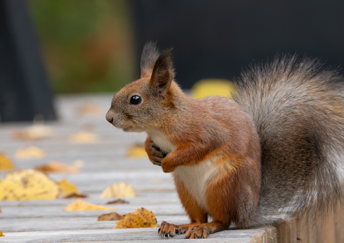 Eurasian Red Squirrel