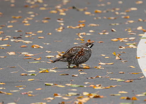 Hazel Grouse