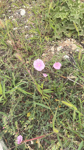 Cantabrican morning glory