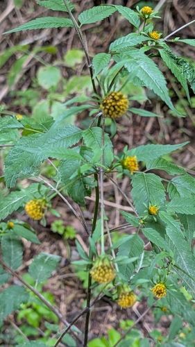 Devil's Beggarticks