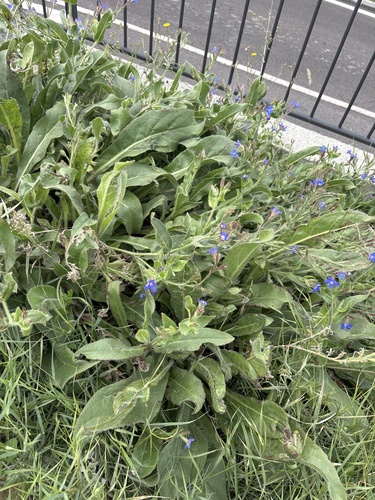Italian Bugloss