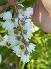 Deutzia scabra