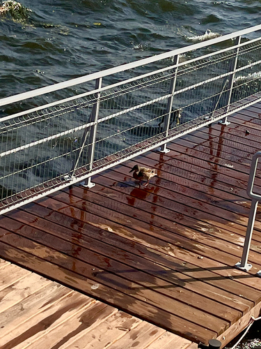 Mallard