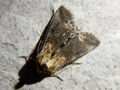 Abrostola triplasia