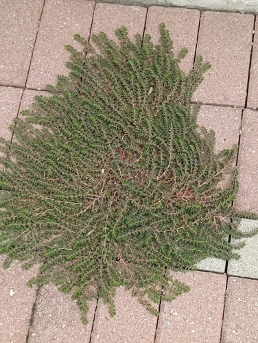 prostrate sandmat