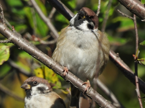 Eurasian Tree Sparrow