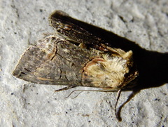 Abrostola triplasia