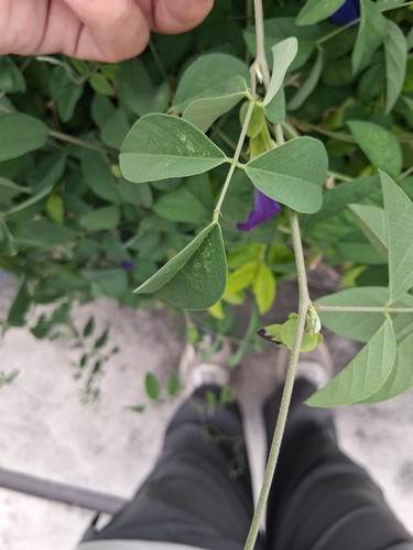 Blue Pea