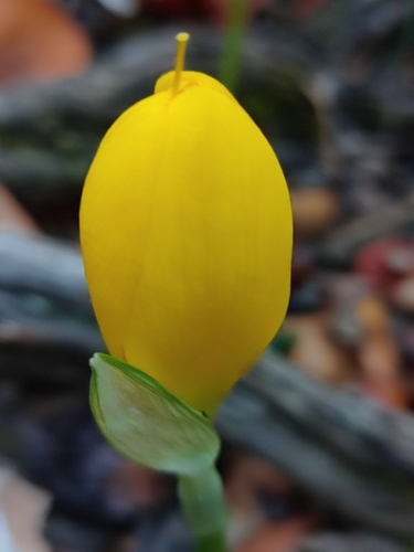 Winter Daffodil