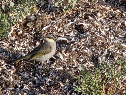 Singing Honeyeater