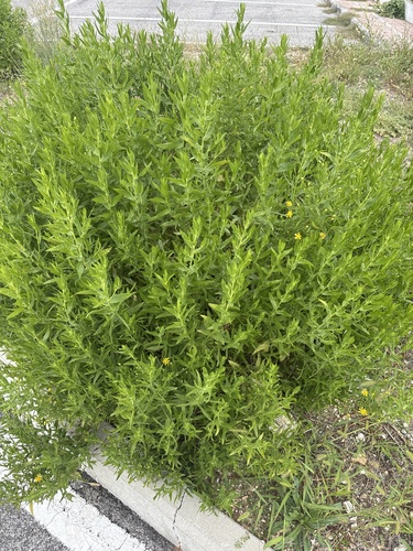 false yellowhead