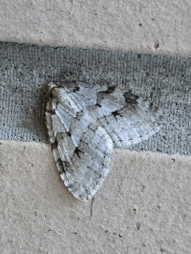 Autumnal Moth