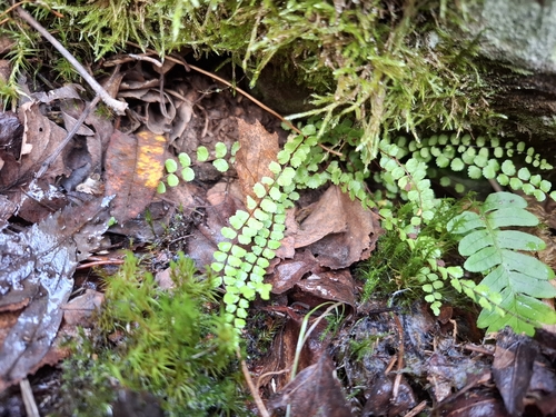 maidenhair spleenwort