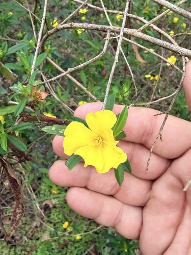 Cutleaf Hibbertia