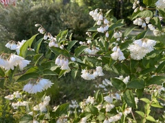 Deutzia scabra