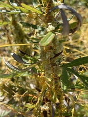 Cuscuta campestris, photograph (c) Chiara Catalano, some rights reserved (CC BY-SA)
