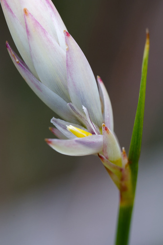 Hooded Lily