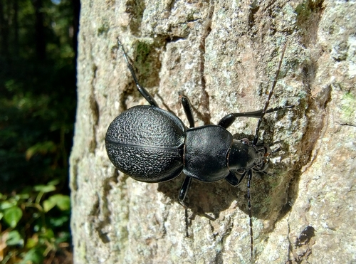 Leather Beetle