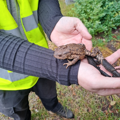 European Toad