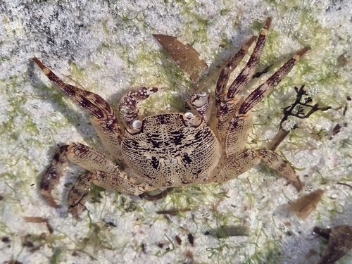 Purple Rock Crab