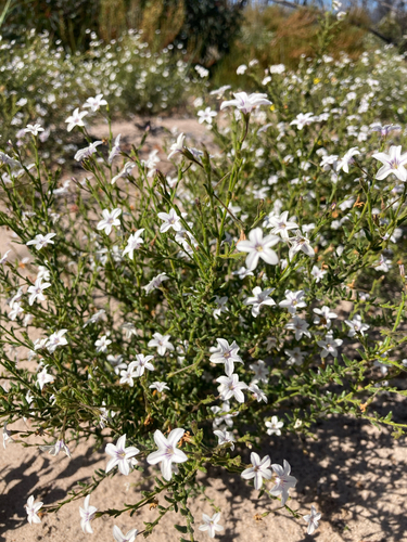 small-leaf ray flower