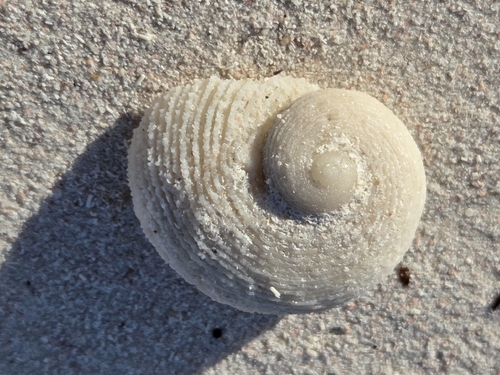 False Ear Shell