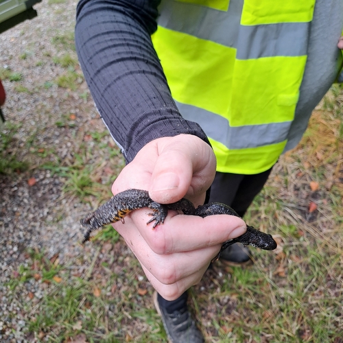 Great Crested Newt
