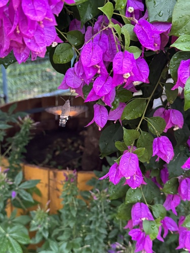 Eurasian Hummingbird Hawkmoth