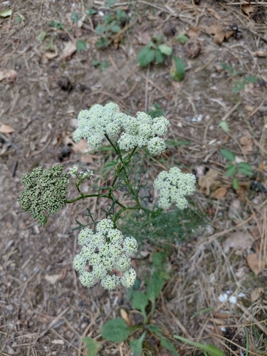 Seseli annuum, photograph 1
