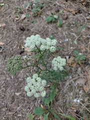 Seseli annuum