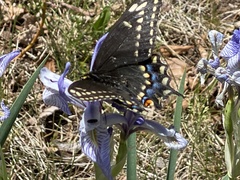 Papilio machaon bairdii