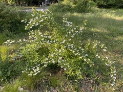 Deutzia scabra