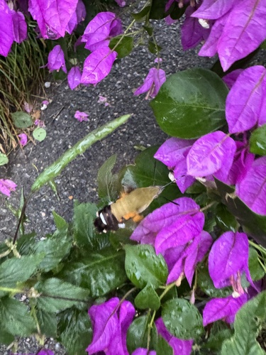 Humble Hummingbird Hawkmoth