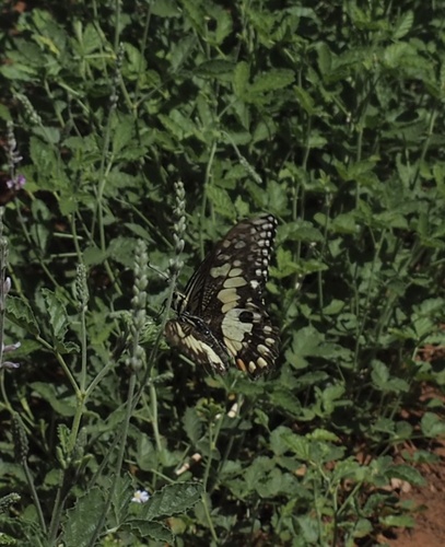 Lime Swallowtail