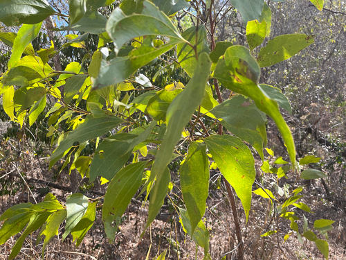 Acacia flavescens observed 2026-09-22