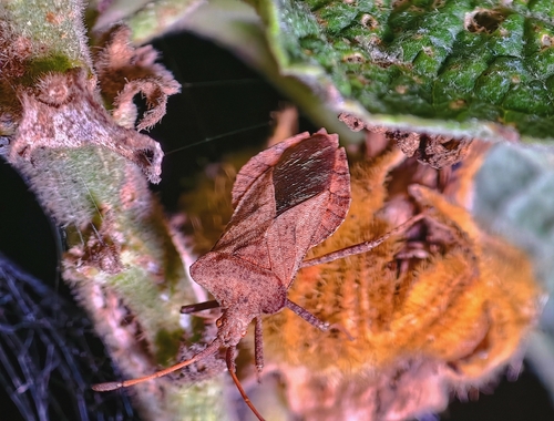 Dock Bug
