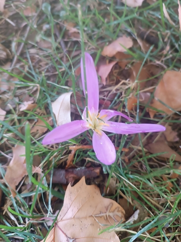 False Meadow Saffron