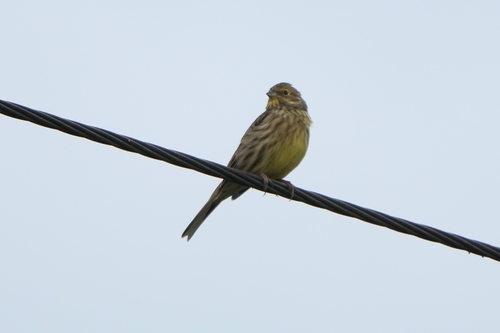 Yellowhammer