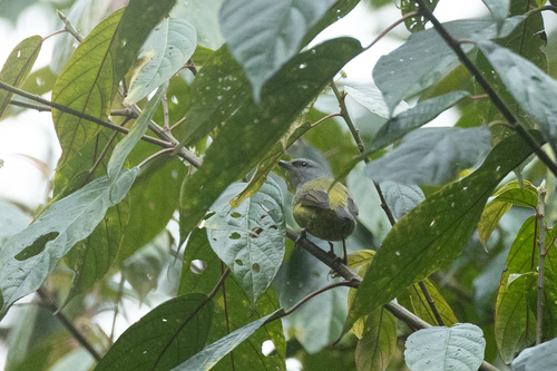 Lophozosterops javanicus observed 2026-09-24