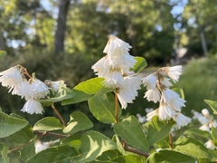 Deutzia scabra