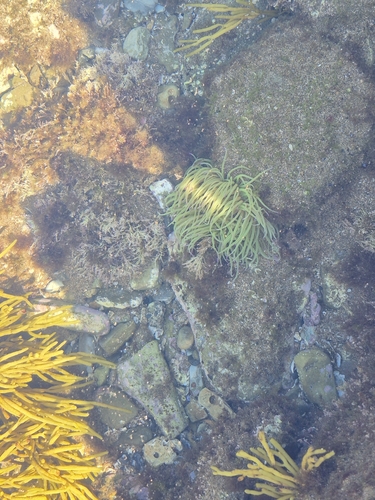 snakelocks anemone