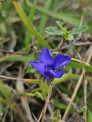 Gentianopsis ciliata, photograph (c) pepa, some rights reserved (CC BY-SA)
