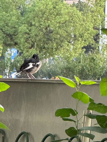 Oriental Magpie-Robin
