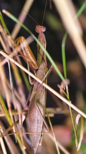 European Mantis