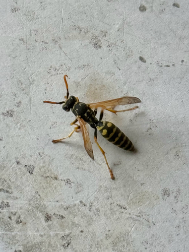European Paper Wasp