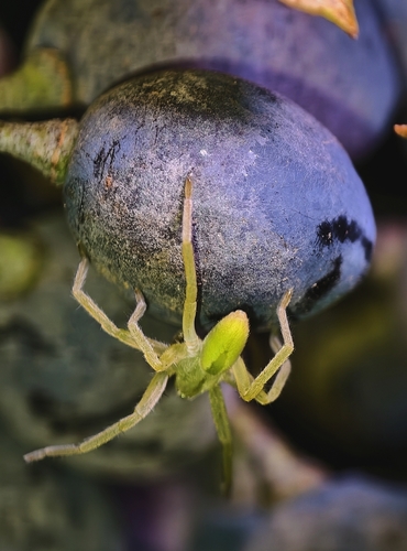 Green Huntsman Spider